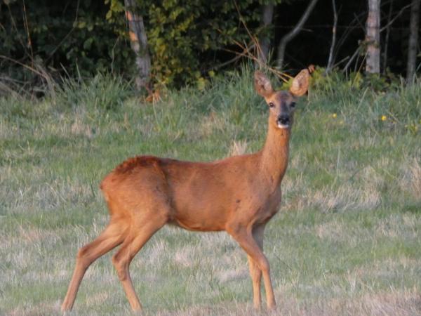 Méchoui de la chasse